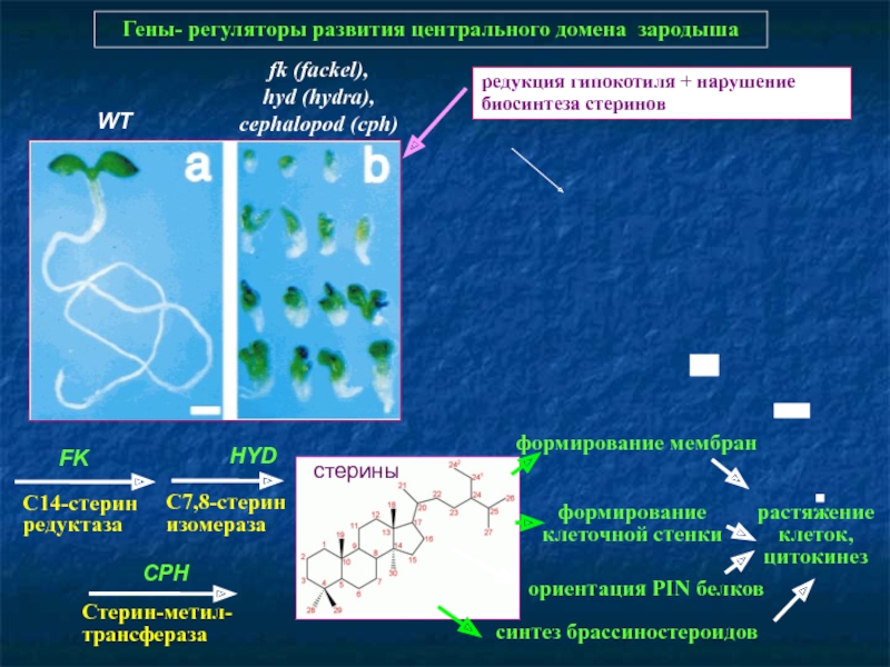 Кракен перейти